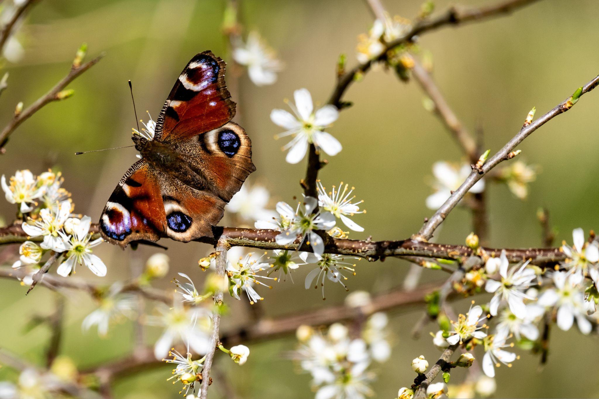 butterfly